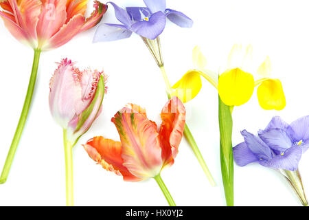 Plantes, fleurs, Studio shot of couper les tiges des tulipes contre Iris avec fond blanc. Banque D'Images