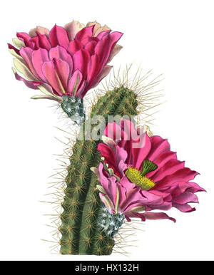 Echinocereus fendleri est une espèce de cactus présente dans le sud-ouest des États-Unis. Connue pour ses fleurs roses vibrantes, elle prospère dans les climats désertiques arides et fait partie de la famille des Cactaceae. Banque D'Images