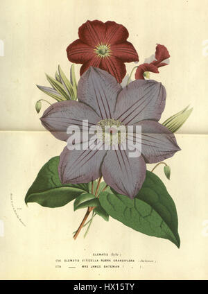 Clematis 'Mrs James Bateman &' Clematis 'Rubra Grandiflora' Banque D'Images