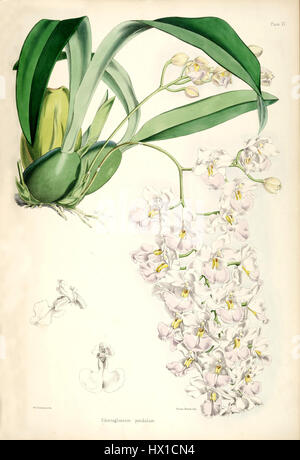 Cette illustration botanique de Bateman tirée de *monographie d'Odontoglossum* représente *Cuitlauzina pendula*, une espèce d'orchidée anciennement connue sous le nom de *Odontoglossum pendule*. La plaque détaillée met en valeur les caractéristiques uniques de l'orchidée, y compris ses fleurs distinctives. Banque D'Images