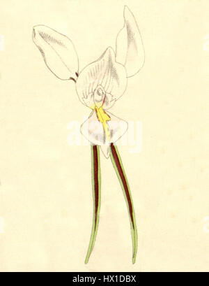 Diuris alba, également connu sous le nom d'orchidée d'âne blanc, est présenté dans l'illustration botanique de Curtis en 1875. Cette image particulière, tirée de la planche 6201, souligne la structure distincte et la beauté de cette orchidée australienne indigène, connue pour ses pétales blancs et ses marques jaunes. Banque D'Images