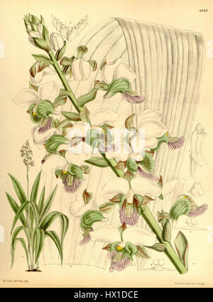 Eulophia rosea, autrefois classée Lissochilus sandersonii, est une espèce d'orchidée décrite dans la série botanique de Curtis en 1886. Connue pour ses fleurs roses délicates, cette plante illustre la beauté et la diversité des orchidées tropicales, avec un accent sur l'illustration botanique précise et la diversité florale dans les études botaniques du XIXe siècle. Banque D'Images