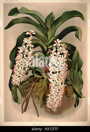 *Reichenbachia I*, planche 22 de l'œuvre botanique de Frederick Sander, présente l'espèce d'orchidée *Saccolabium giganteum*. Cette illustration met en évidence la représentation détaillée des fleurs de l'orchidée, mettant en valeur sa taille et sa beauté. Banque D'Images