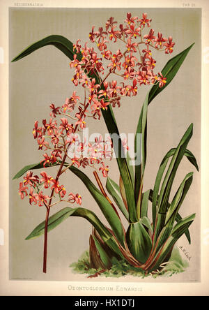 La planche 26 de *Reichenbachia I* de Frederick Sander (1888) représente *Odontoglossum edwardii*, une espèce d'orchidée connue pour sa structure florale saisissante. L'assiette est une illustration botanique détaillée du célèbre travail de Sander sur les orchidées. Banque D'Images
