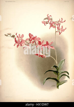 Cette illustration tirée de *Reichenbachia I* (1888) de Frederick Sander représente l'espèce d'orchidée *Dendrobium superbiens*. La plaque met en valeur les couleurs vibrantes et la structure distinctive de la plante, fournissant une référence précieuse pour les études botaniques. Le travail de Sander a contribué de manière significative à l'étude et au catalogage des orchidées à la fin du XIXe siècle. Banque D'Images