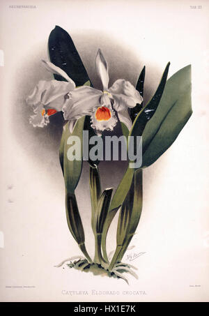 La 'plaque Reichenbachia II 93' de Frederick Sander de 1890 représente l'orchidée Cattleya eldorado crocata. Cette illustration botanique détaillée met en évidence la structure délicate et les couleurs vives de l'orchidée, démontrant l'habileté de Sander en botanique Banque D'Images