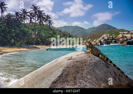 Avis sur l'Iguana reposant sur un rocher au soleil dans le parc national Tayrona Banque D'Images