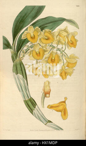 Dendrobium densiflorum est une espèce d'orchidée décrite pour la première fois en 1835 par Curtis. Connue pour ses fleurs jaunes vibrantes, cette orchidée est originaire d'Asie du Sud-est et est très appréciée pour sa valeur ornementale. L'illustration du magazine Botanical de Curtis présente les caractéristiques détaillées de la plante, mettant en évidence sa structure florale unique et sa couleur vive. Banque D'Images