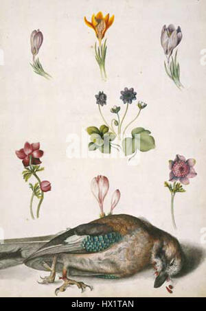 Geai, un oiseau représenté avec des crocus et des anémones, dans une peinture d'Alexander Marshal, un artiste du XVIIe siècle, créée entre 1650 et 1682. Banque D'Images