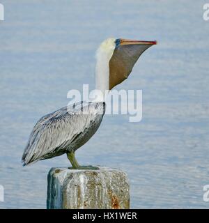 Pélican brun (pélicans occidentalis) de profil avec les proies dans sa gorge. Numéro 4 de 6 dans une série. Cedar Key, Florida, USA Banque D'Images