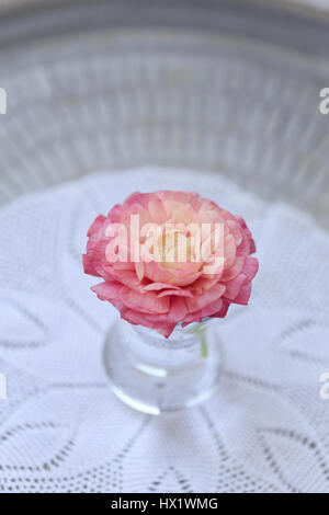 Vue de dessus de la renoncule rose en petit vase en verre fait à la main sur serviette tissés Banque D'Images