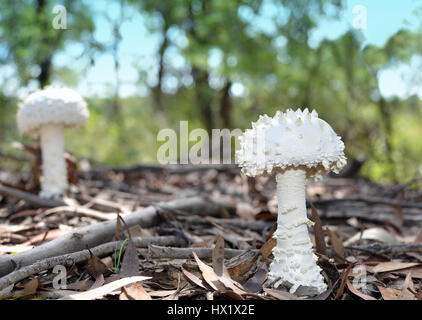 Puffy blanc Amanita champignons (champignons) avec des pointes ou des verrues qui poussent sur le sol de la forêt australienne Banque D'Images