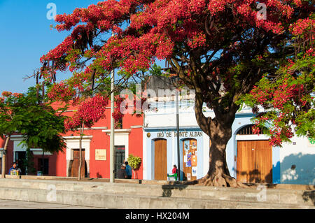 Arbre flamboyant (Delonix regia) dans une rue avec des maisons coloniales dans le centre historique de la ville de Oaxaca, Mexique Banque D'Images