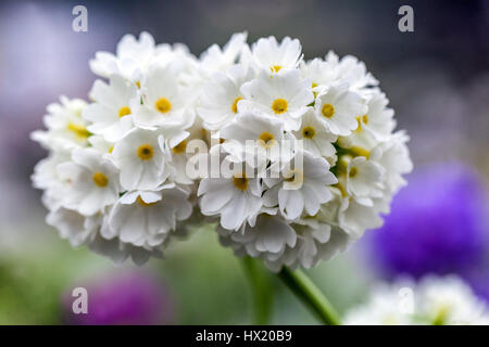 Primula denticulata 'Blanc', la corolle Drumstick Primroses, début du printemps, en fleurs Banque D'Images