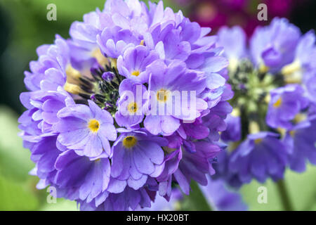 Primula denticulata 'Corolle Blue', le pilon Primroses, début du printemps, en fleurs Banque D'Images