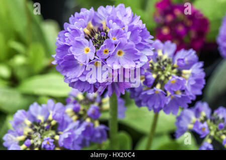 Primula denticulata 'Corolle Blue', le pilon Primroses, début du printemps, en fleurs Banque D'Images