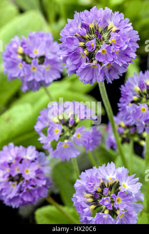 Primula denticulata 'Corolle Blue', le pilon Primroses, début du printemps, en fleurs Banque D'Images