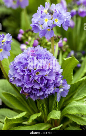 Primula denticulata 'Corolle Blue', le pilon Primroses, début du printemps, en fleurs Banque D'Images