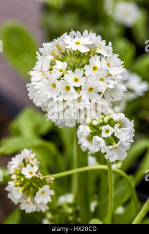 Primula denticulata 'Blanc', la corolle Drumstick Primroses, début du printemps, en fleurs Banque D'Images