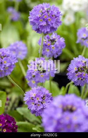 Primula denticulata 'Corolle Blue', le pilon Primroses, début du printemps, en fleurs Banque D'Images