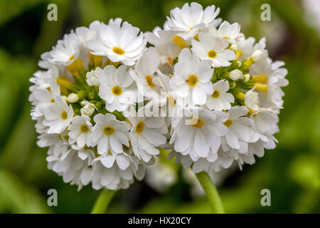 Primula denticulata 'Blanc', la corolle Drumstick Primroses, début du printemps, en fleurs Banque D'Images