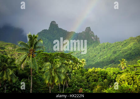 Arc-en-ciel sur l'île de Moorea, jungle et montagnes paysage. Polynésie Française Banque D'Images