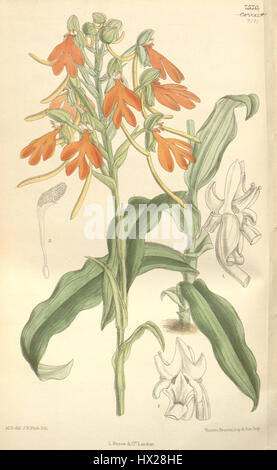 Habenaria rhodocheila Curtis' 123 (Ser. N° 3 53) PL 7571 (1897) Banque D'Images