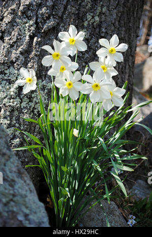 La floraison des jonquilles printemps à la base d'un tronc d'arbre Banque D'Images