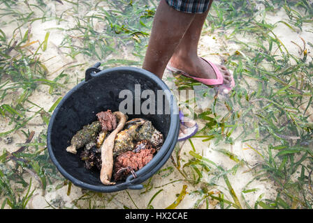 Produits marins recueillis au lit d'herbiers marins à marée basse dans l'île Arborek, une petite île située dans la zone protégée marine du détroit de Dampier. Banque D'Images