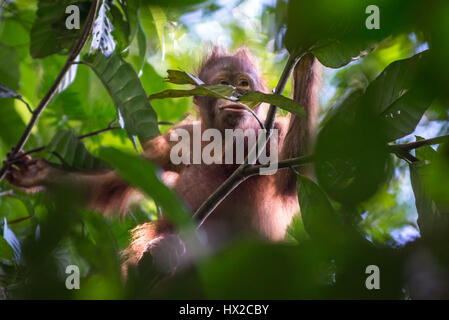 Bébé Bornean orangutan à la recherche de nourriture dans le parc national de Kutai, Indonésie. Banque D'Images