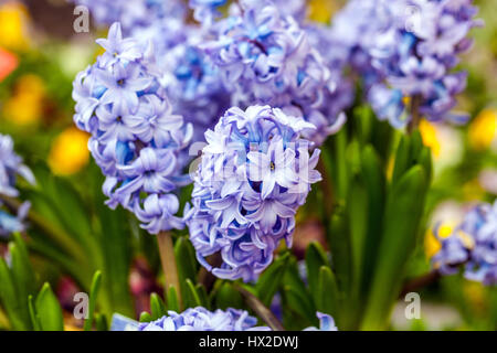 Jacinthes bleues, Hyacinthus orientalis Banque D'Images