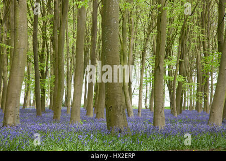 Bluebells couvrir le sol au milieu de grands arbres à Badbury touffes, Faringdon Banque D'Images