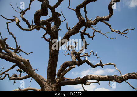 Les morts des restes de squelettes d'un arbre, avec des branches tordues, vide pointant dans toutes les directions Banque D'Images