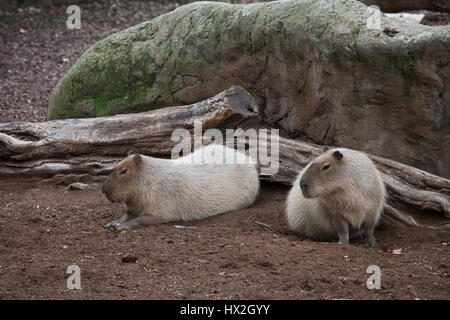 Les Capybaras (Hydrochoerus hydrochaeris) dans le Zoo de Barcelone, Espagne Banque D'Images