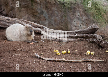 Les Capybaras (Hydrochoerus hydrochaeris) dans le Zoo de Barcelone, Espagne Banque D'Images