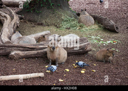 Les Capybaras (Hydrochoerus hydrochaeris) dans le Zoo de Barcelone, Espagne Banque D'Images