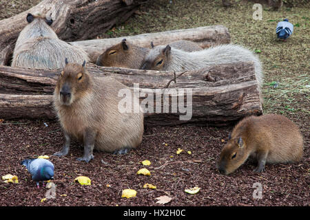 Les Capybaras (Hydrochoerus hydrochaeris) dans le Zoo de Barcelone, Espagne Banque D'Images