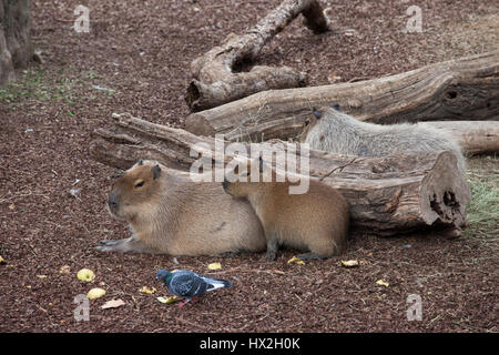 Les Capybaras (Hydrochoerus hydrochaeris) dans le Zoo de Barcelone, Espagne Banque D'Images