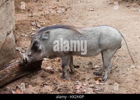 Phacochère, Phacochoerus africanus, cochon sauvage dans la famille des suidés dans le Zoo de Barcelone, Espagne Banque D'Images