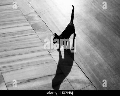 Chat noir et ombre sur un sol en marbre Banque D'Images