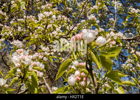 Fleurs de pommier au printemps close-up. Les jeunes feuilles vertes et fleurs de bourgeons d'ouverture. Banque D'Images