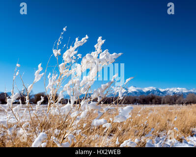 La neige a couvert les herbes de prairie avec au-delà des montagnes Rocheuses, Vandaveer Ranch, Salida, Colorado, USA Banque D'Images