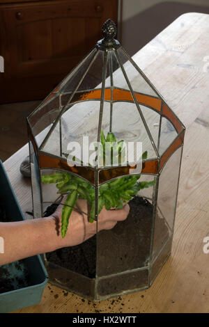 La plantation d'une séquence de terrarium. Étape 2 - Ajouter les Banque D'Images