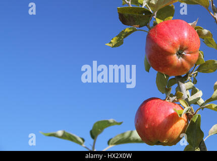 Baignée de rosée pommes mûres variété du patrimoine se suspendre à une branche d'arbre dans un verger le long d'une journée d'octobre, UK Banque D'Images