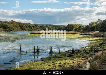 Cbua Bourne à marée basse l'exposition vieux ponton quai pourri posts et lime green algae algues, sous un ciel bleu avec des nuages, Shalfleet Isle of Wight Banque D'Images