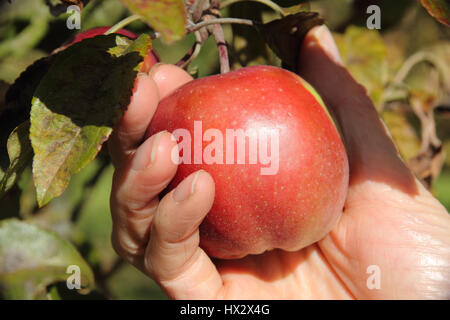 Un cupped hand est placé sous une variété du patrimoine mûrs dans Apple à la vie doucement et tournez le fruit, déterminer s'il est prêt à être récolté, UK Banque D'Images