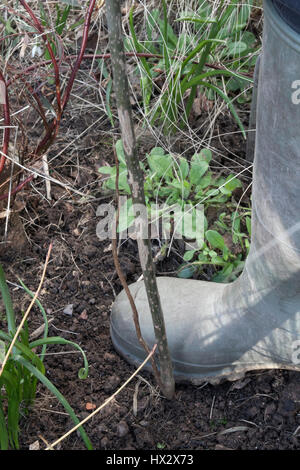Un jeune arbuste (raffermissant Clerodendron bungei) à l'aide de la plante du pied d'un Banque D'Images