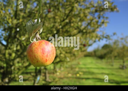 Variété du patrimoine les pommiers dans un village anglais verger sur une journée ensoleillée au début de l'automne Nottinghamshire, Angleterre, Royaume-Uni Banque D'Images