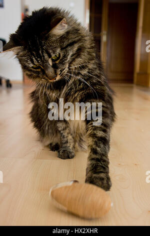 Chat jouant avec une souris en peluche jouet Banque D'Images