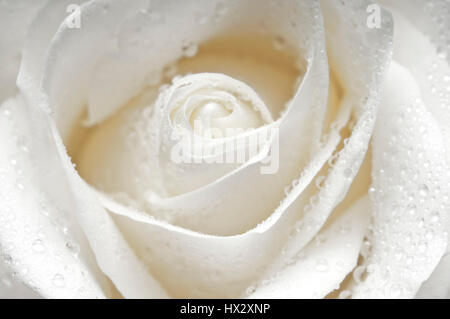 Rose blanche macro avec des gouttes d'eau sur les pétales Banque D'Images